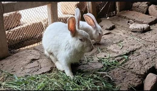 White Rabbits