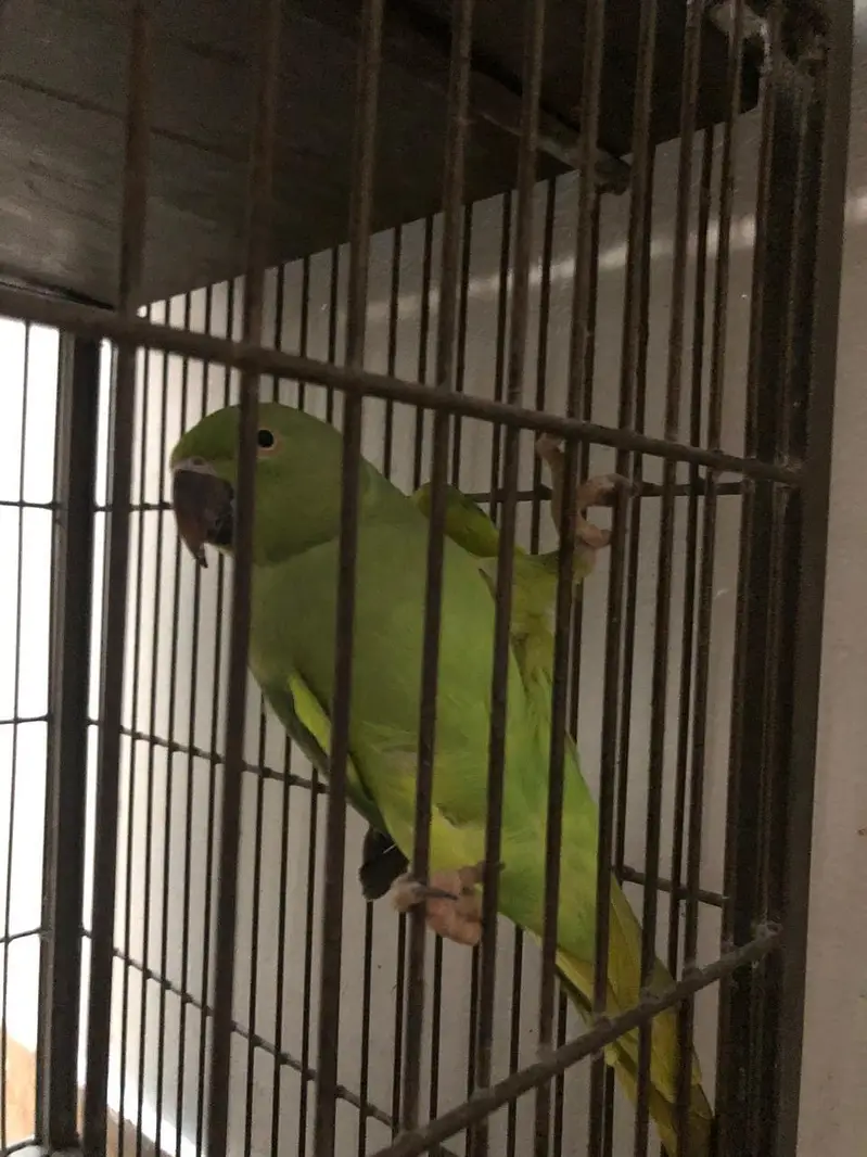 green parrot femail — photo 3
