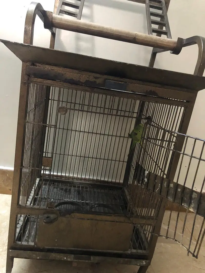 green parrot femail — photo 7