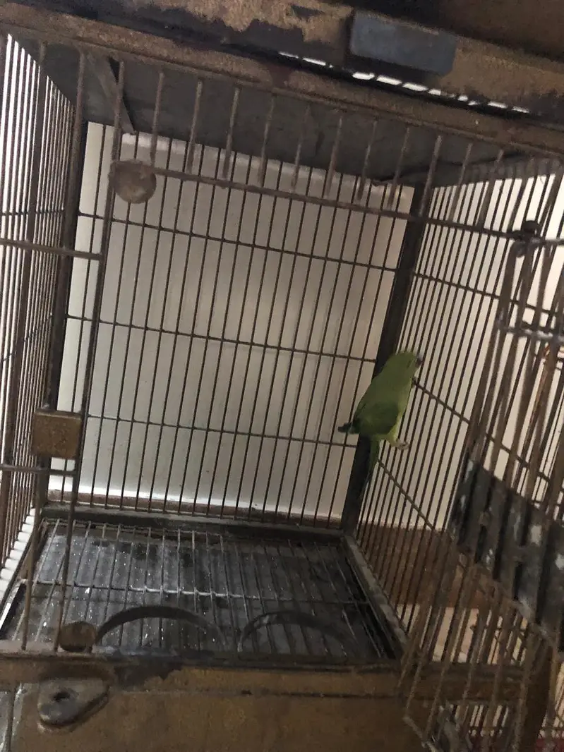 green parrot femail — photo 8