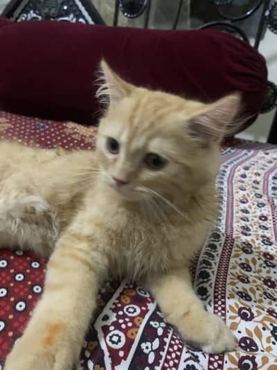 Orange persian kitten