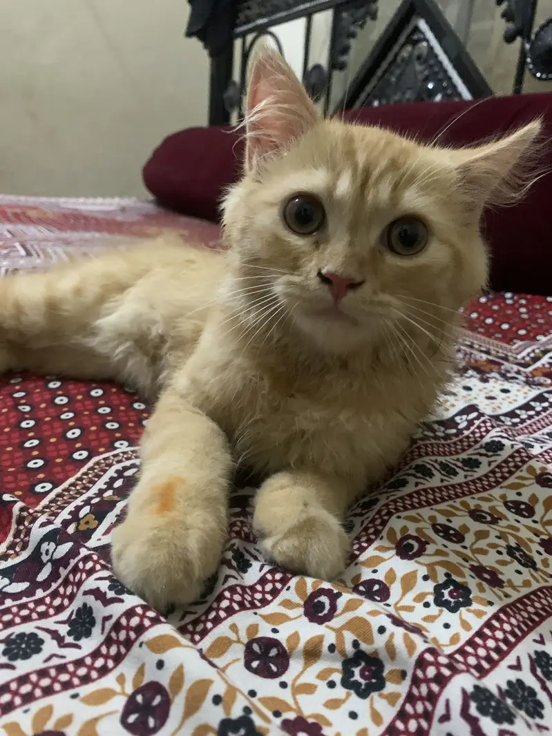 Orange persian kitten — photo 2