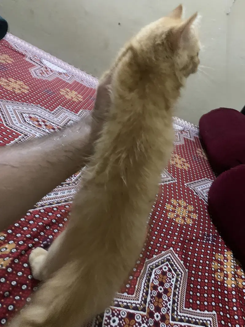 Orange persian kitten — photo 3