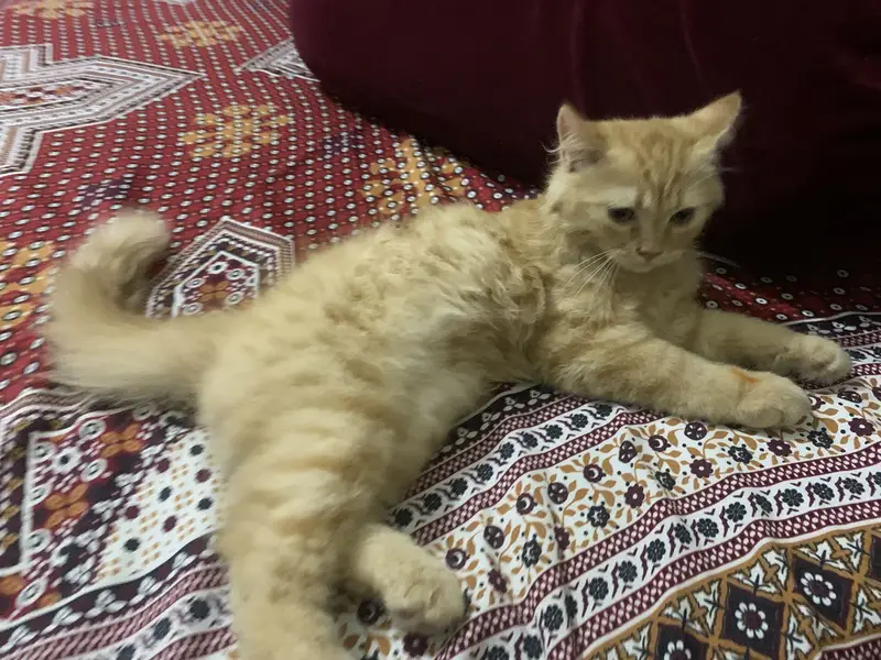 Orange persian kitten — photo 4