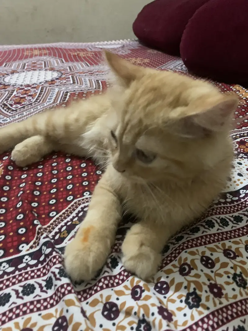 Orange persian kitten — photo 5