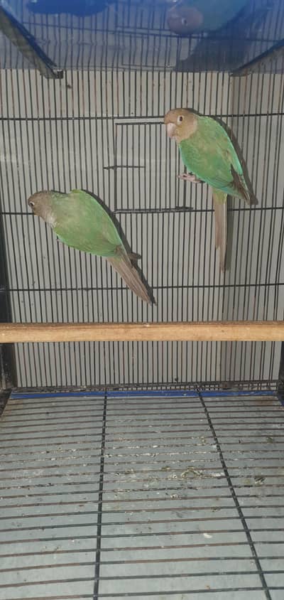 blue cinamon conure pair for sale