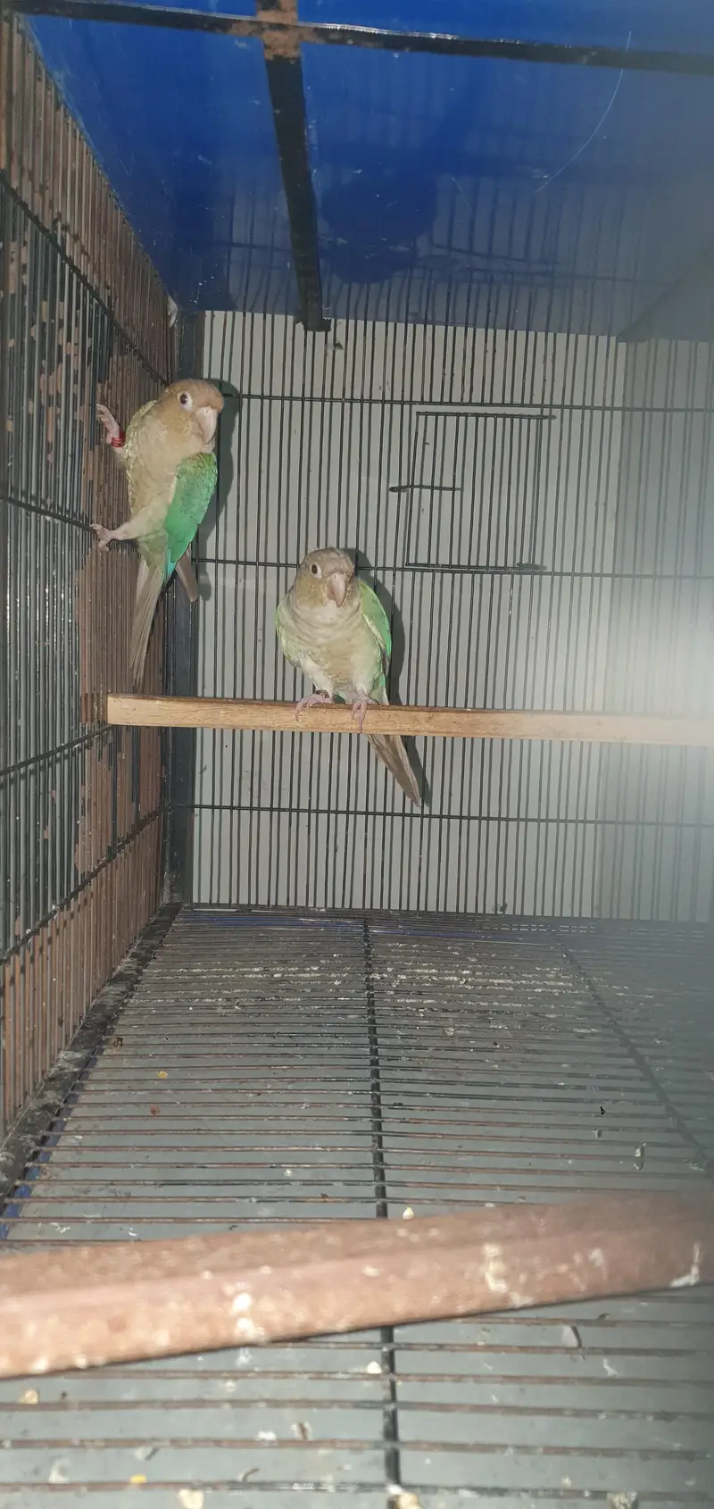 blue cinamon conure pair for sale — photo 2