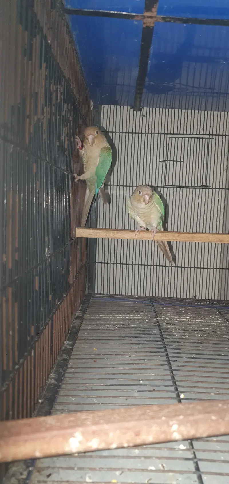 blue cinamon conure pair for sale — photo 3