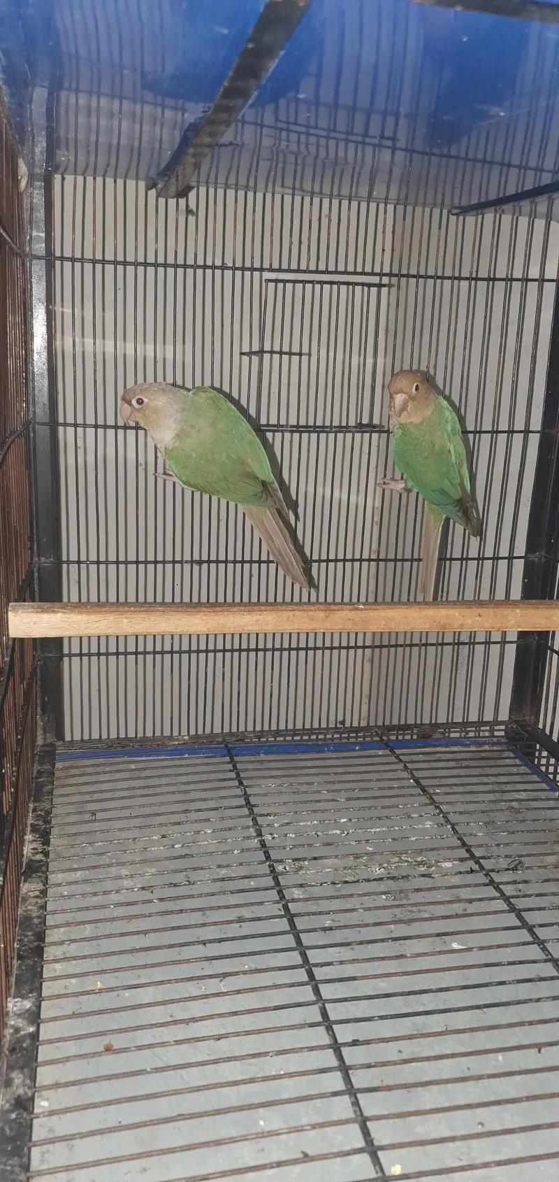 blue cinamon conure pair for sale — photo 4