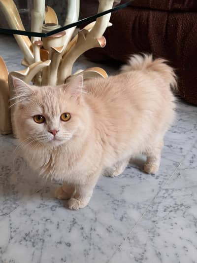 Persian Female Triple Coat Cat/Kitten