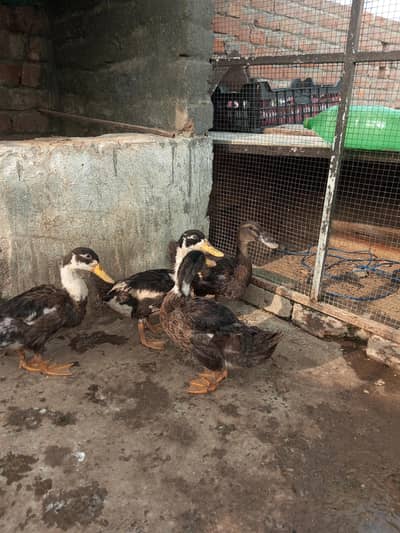 duck  for sale healthy and active 1male 3 female