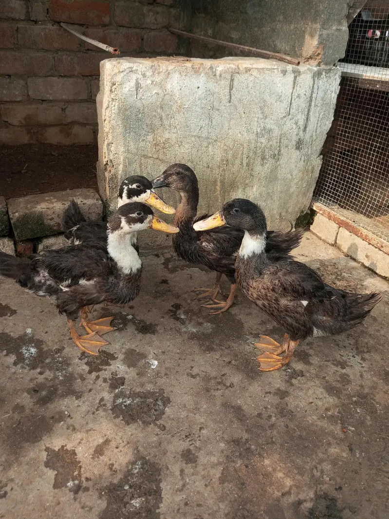 duck  for sale healthy and active 1male 3 female — photo 2