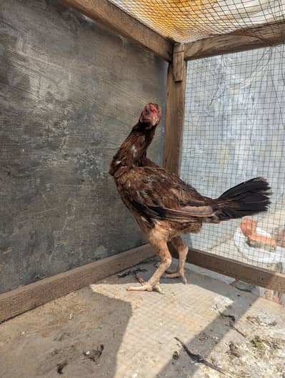 aseel female healthy and active