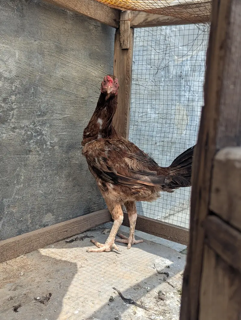 aseel female healthy and active — photo 2