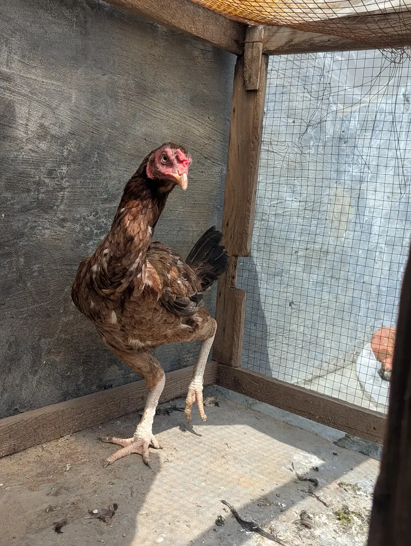 aseel female healthy and active — photo 3