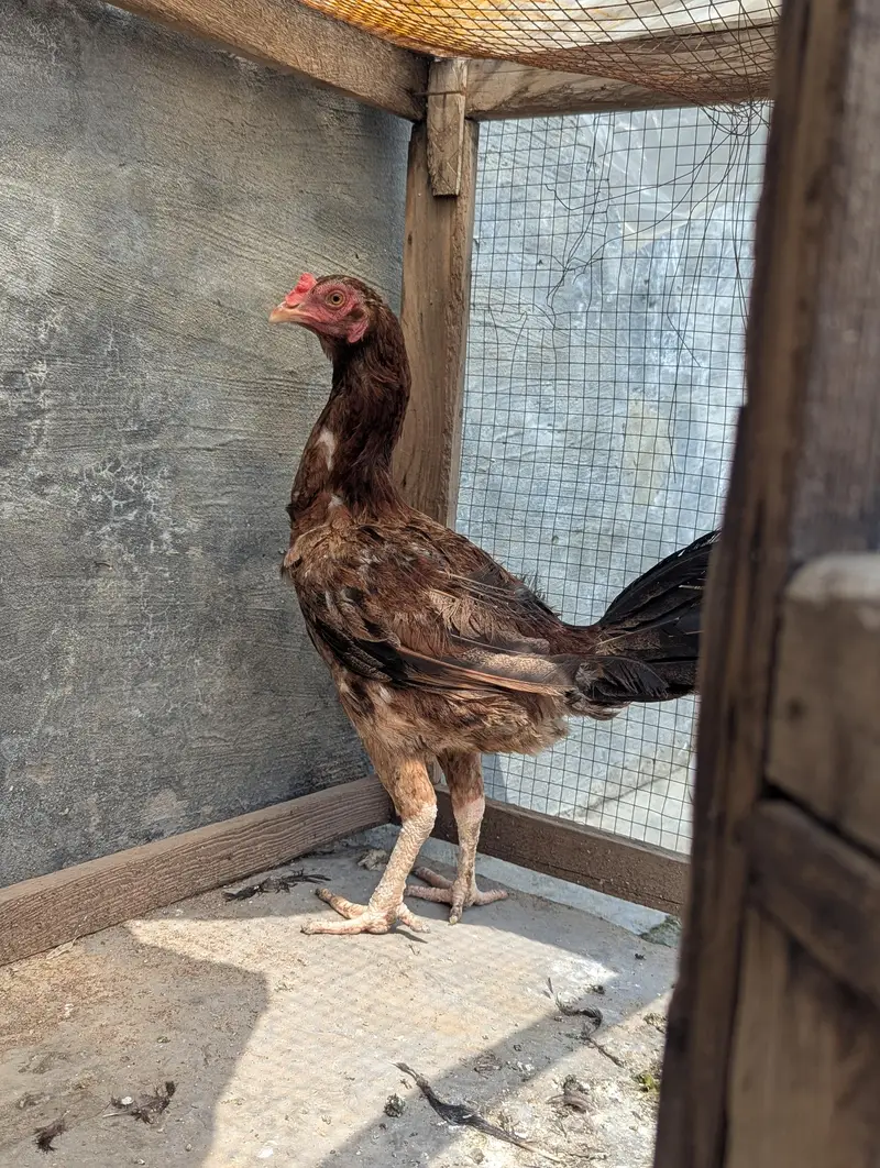 aseel female healthy and active — photo 4