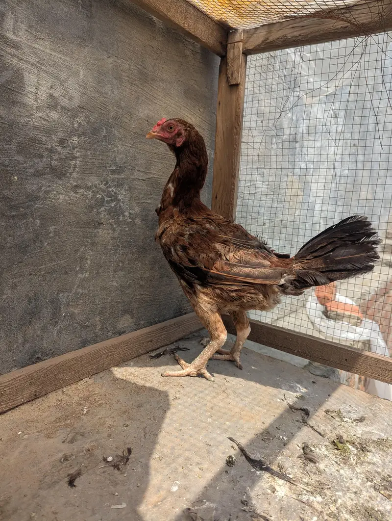 aseel female healthy and active — photo 5