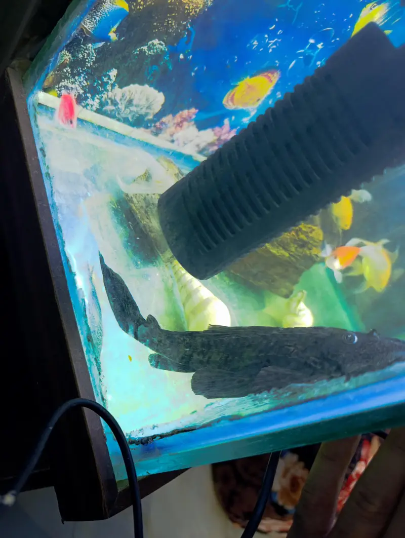 saleing fish — photo 2