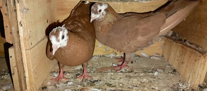 brown jogiya pair