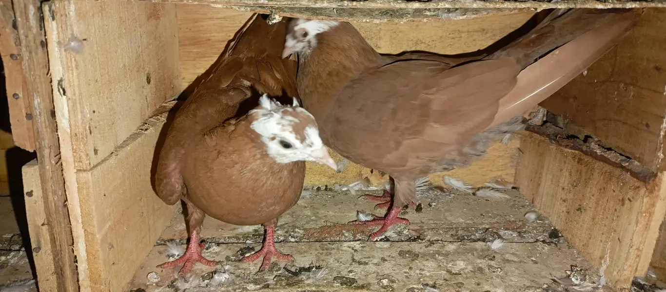 brown jogiya pair — photo 2