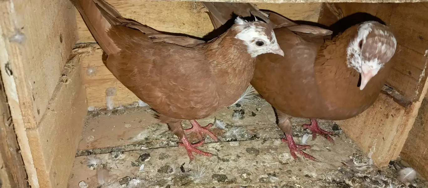brown jogiya pair — photo 3