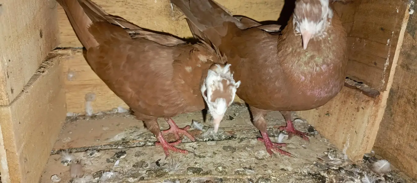 brown jogiya pair — photo 4