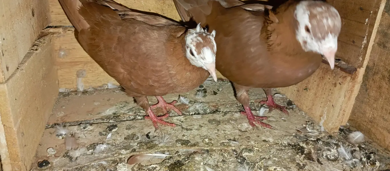brown jogiya pair — photo 5