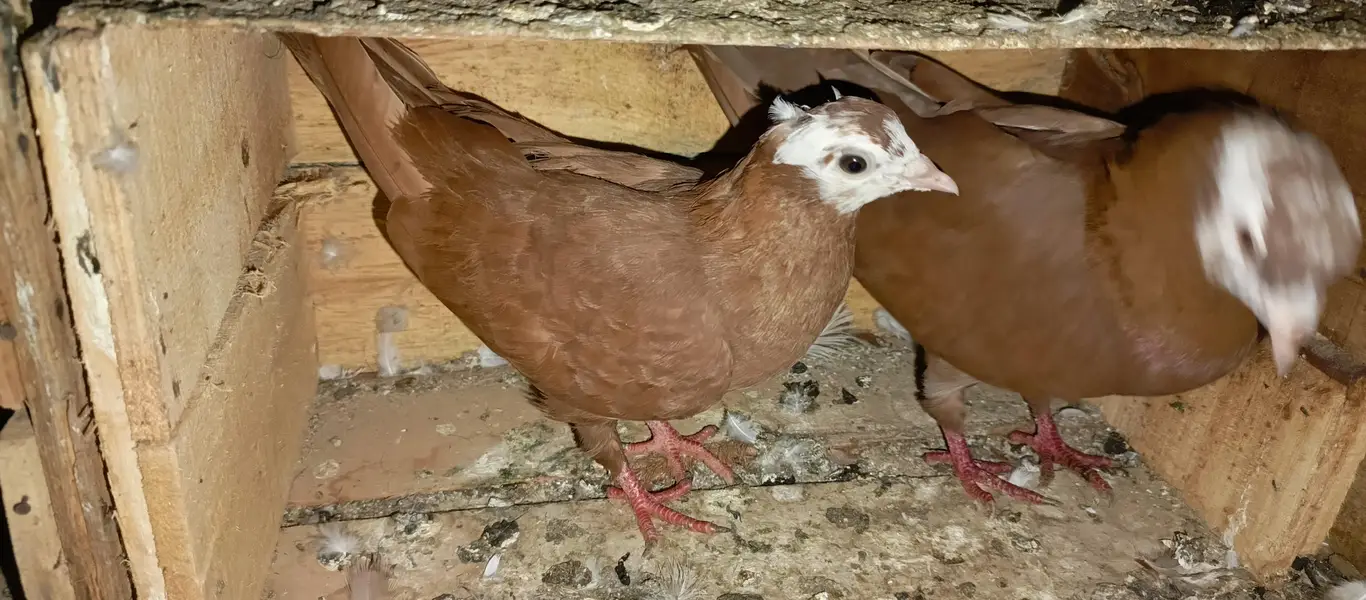 brown jogiya pair — photo 6