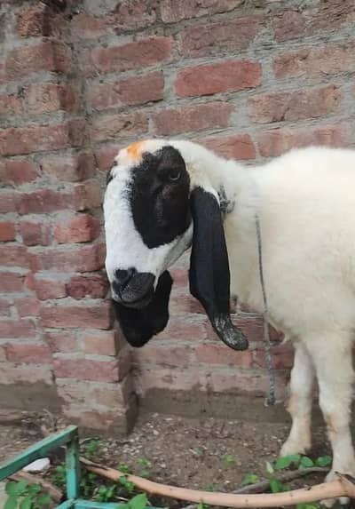 kajli female available
