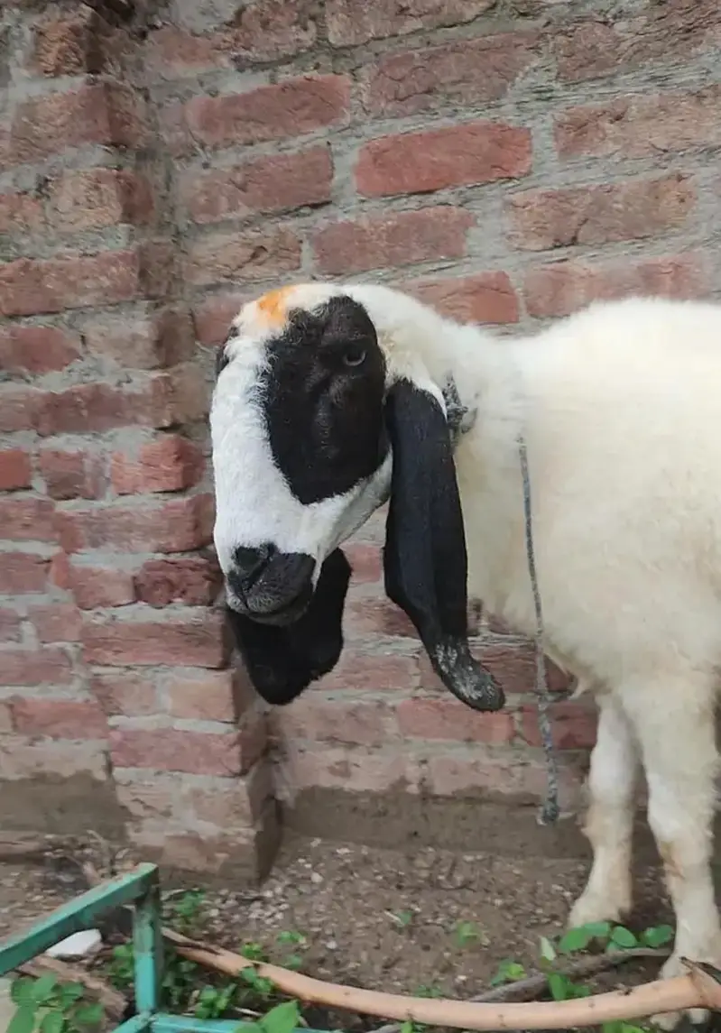 kajli female available