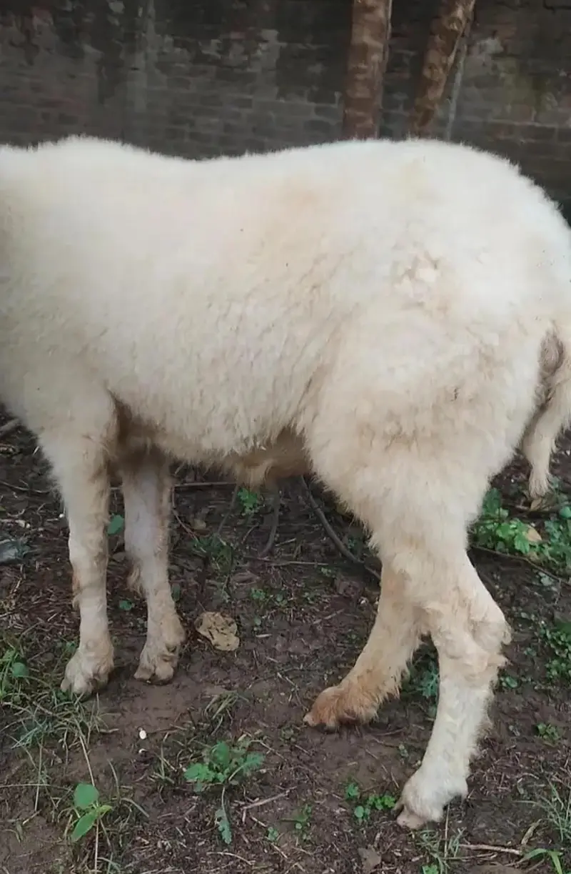 kajli female available — photo 2