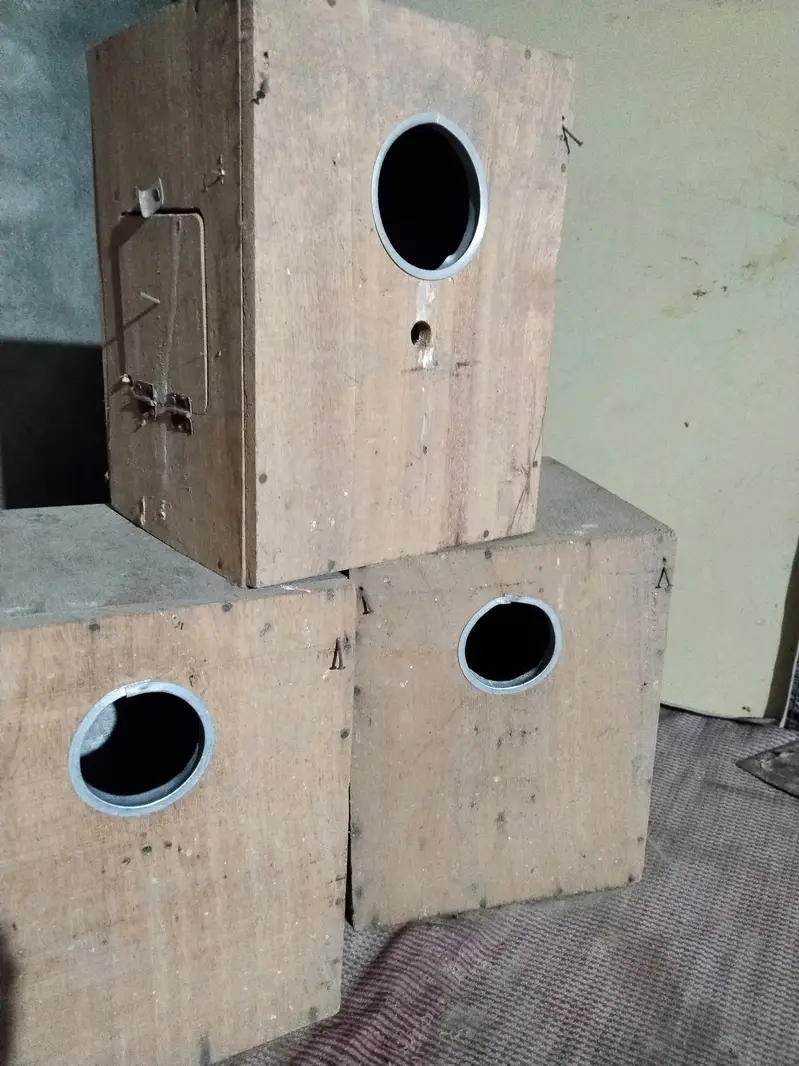 love bird box for sale
