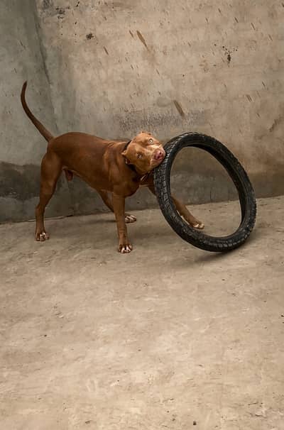 Pitbull dog