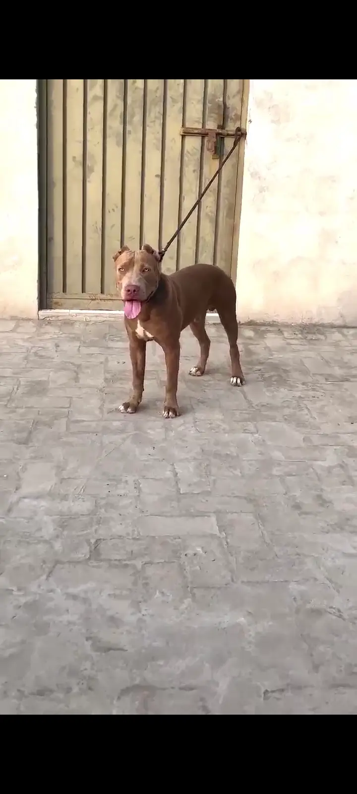 Pitbull dog — photo 2