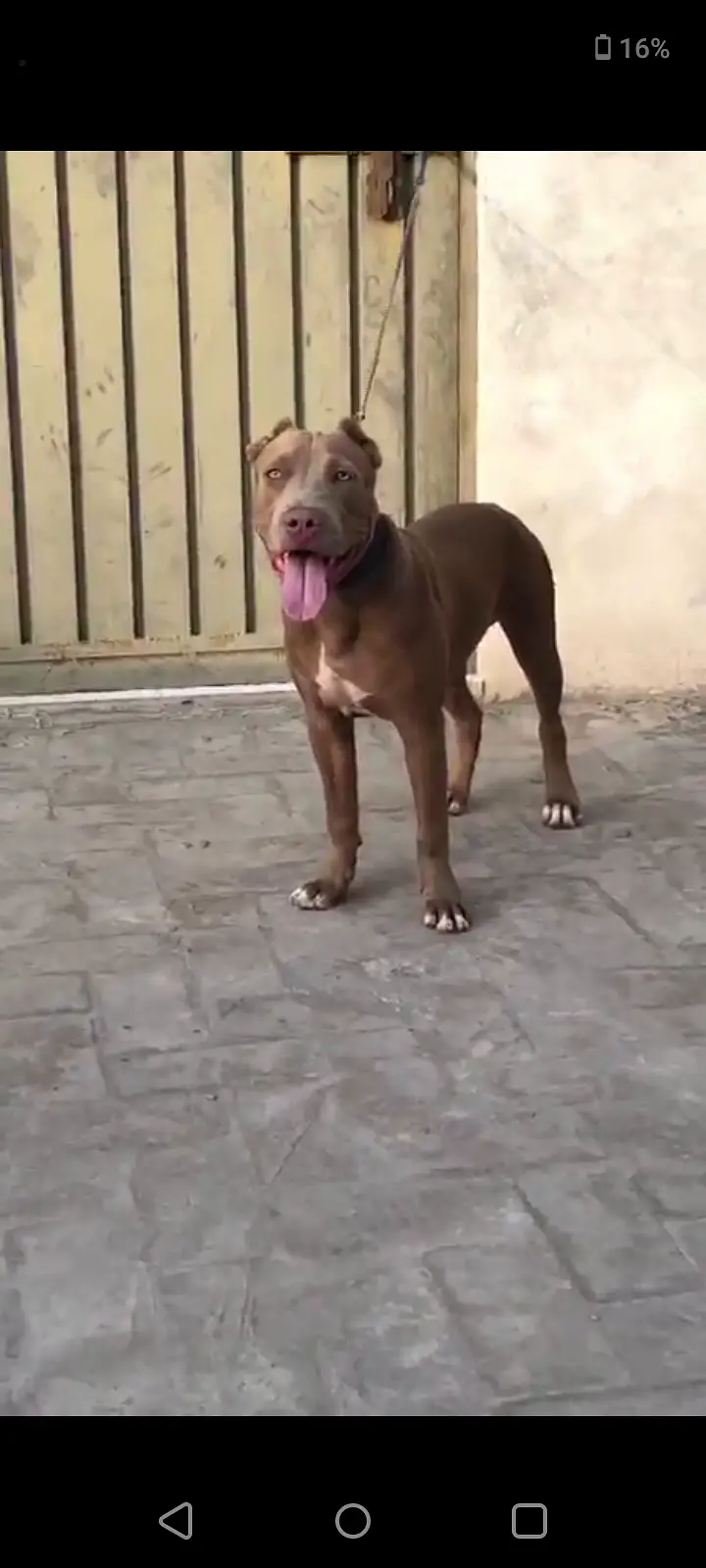Pitbull dog — photo 3