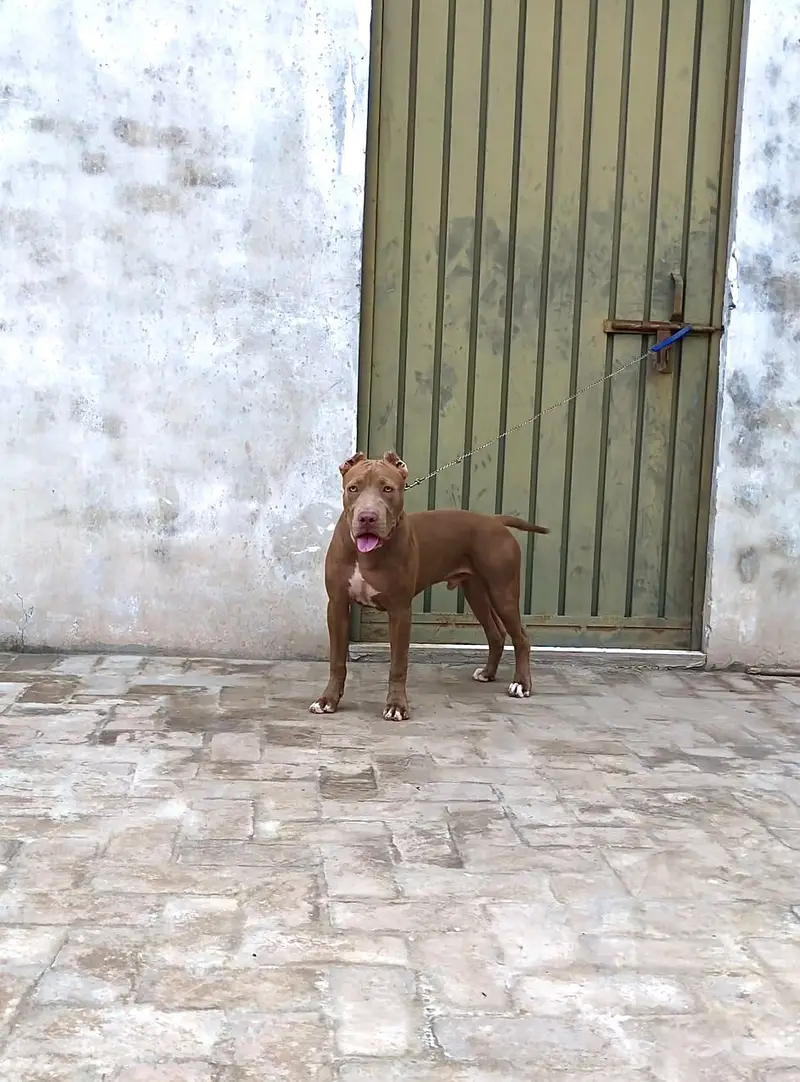Pitbull dog — photo 4