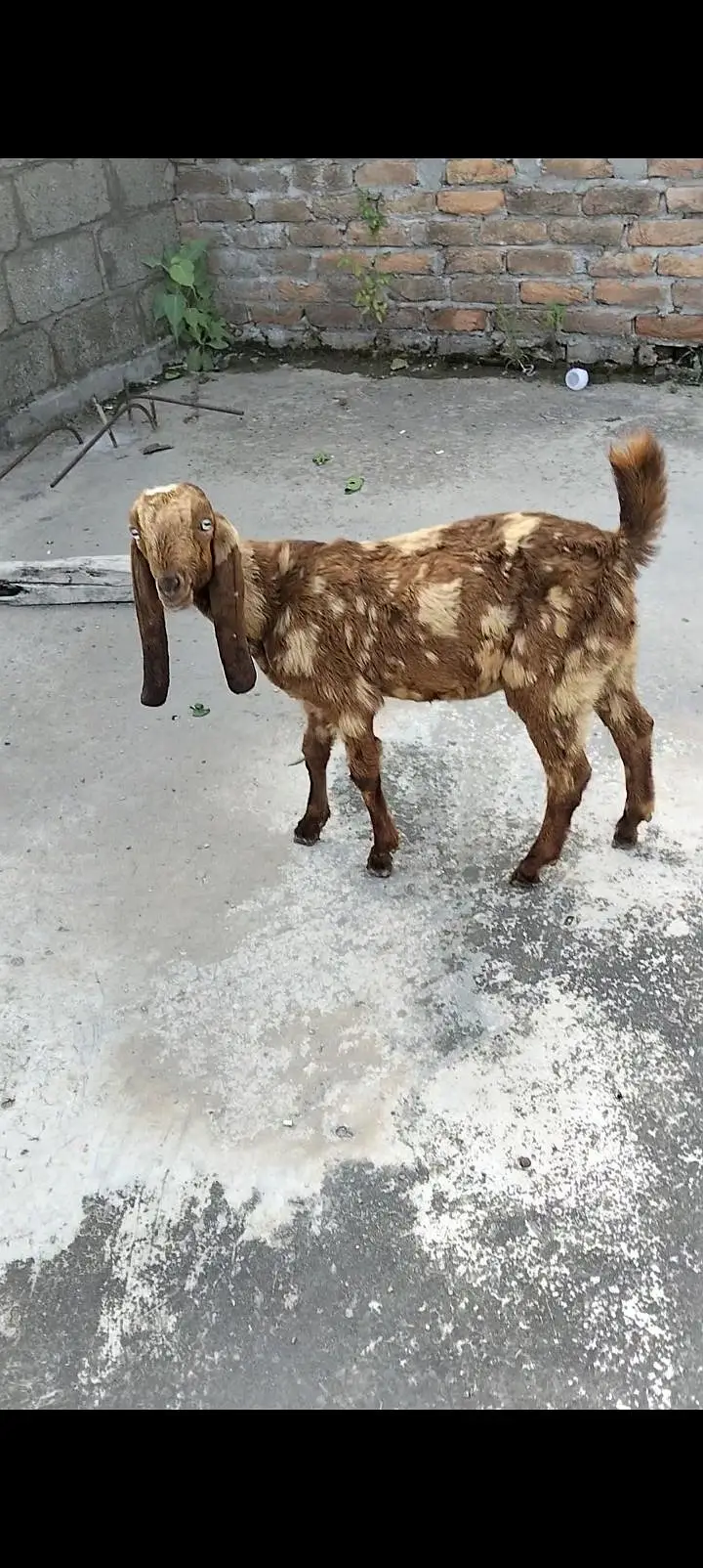 sale male goat — photo 3