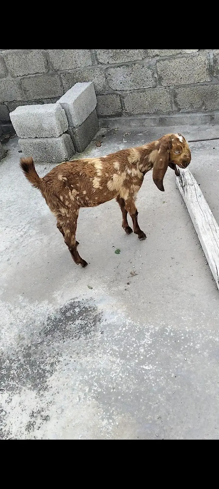 sale male goat — photo 4