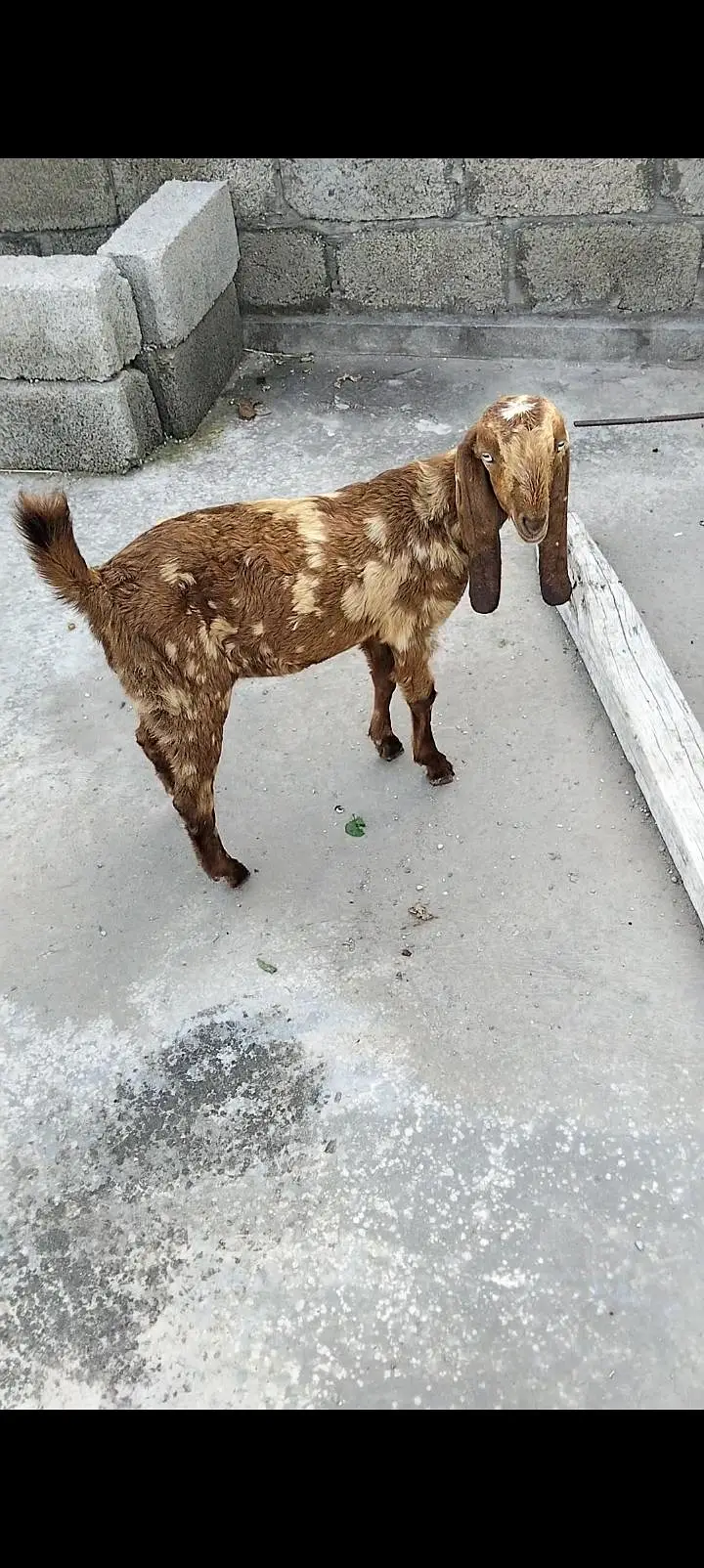 sale male goat — photo 5