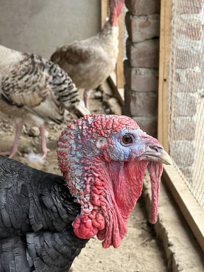 Turkey birds