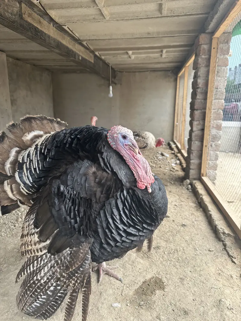 Turkey birds — photo 2