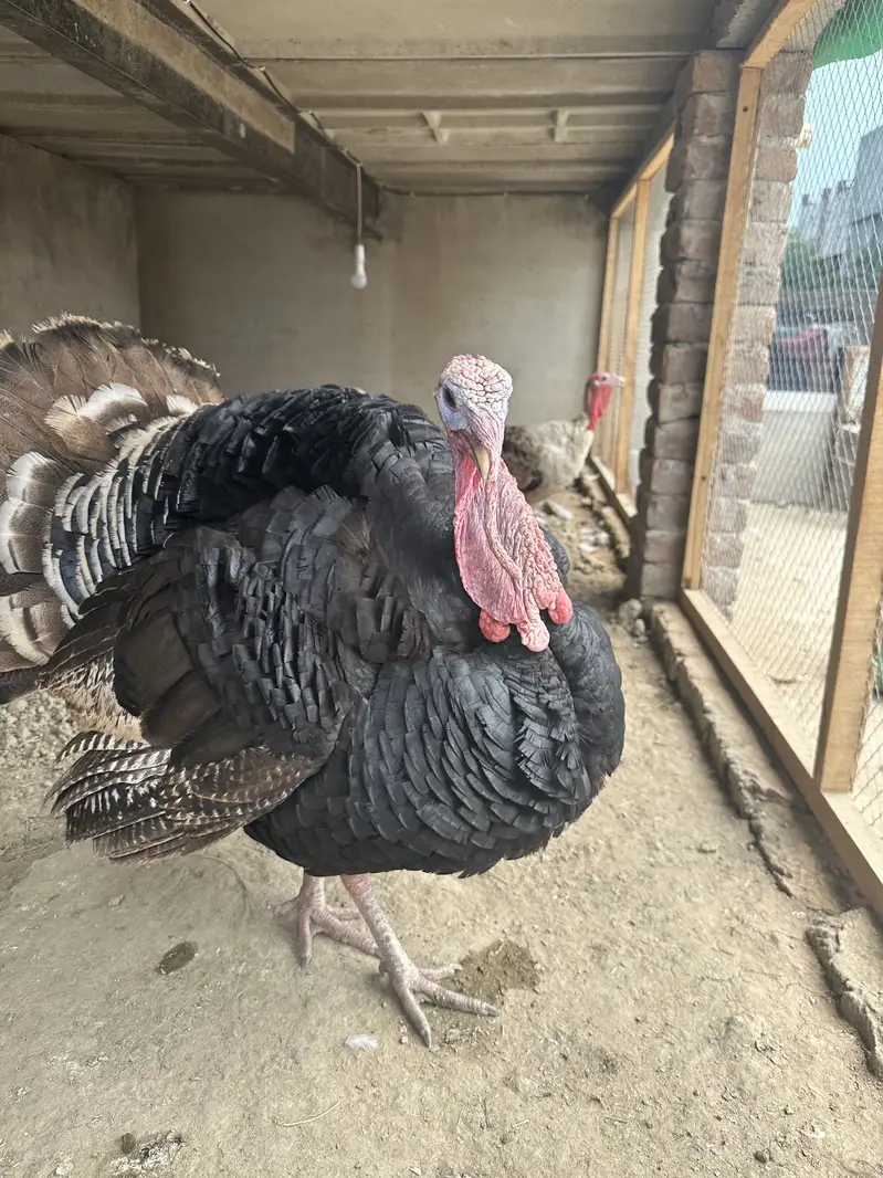Turkey birds — photo 3