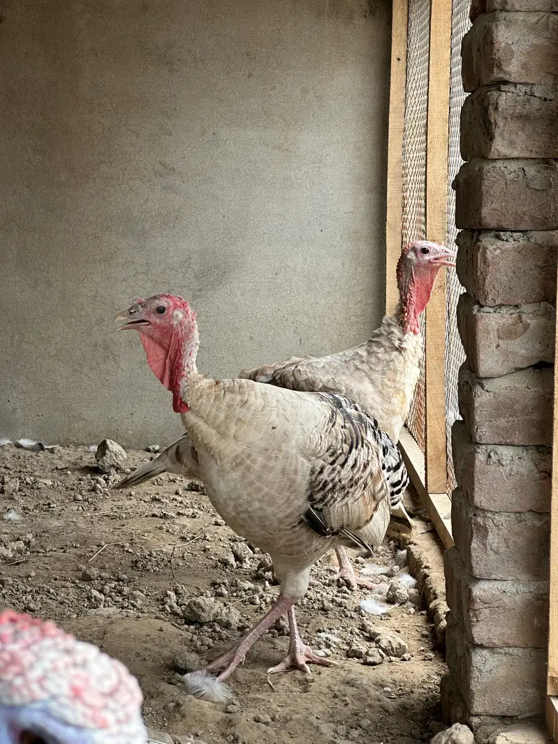 Turkey birds — photo 4