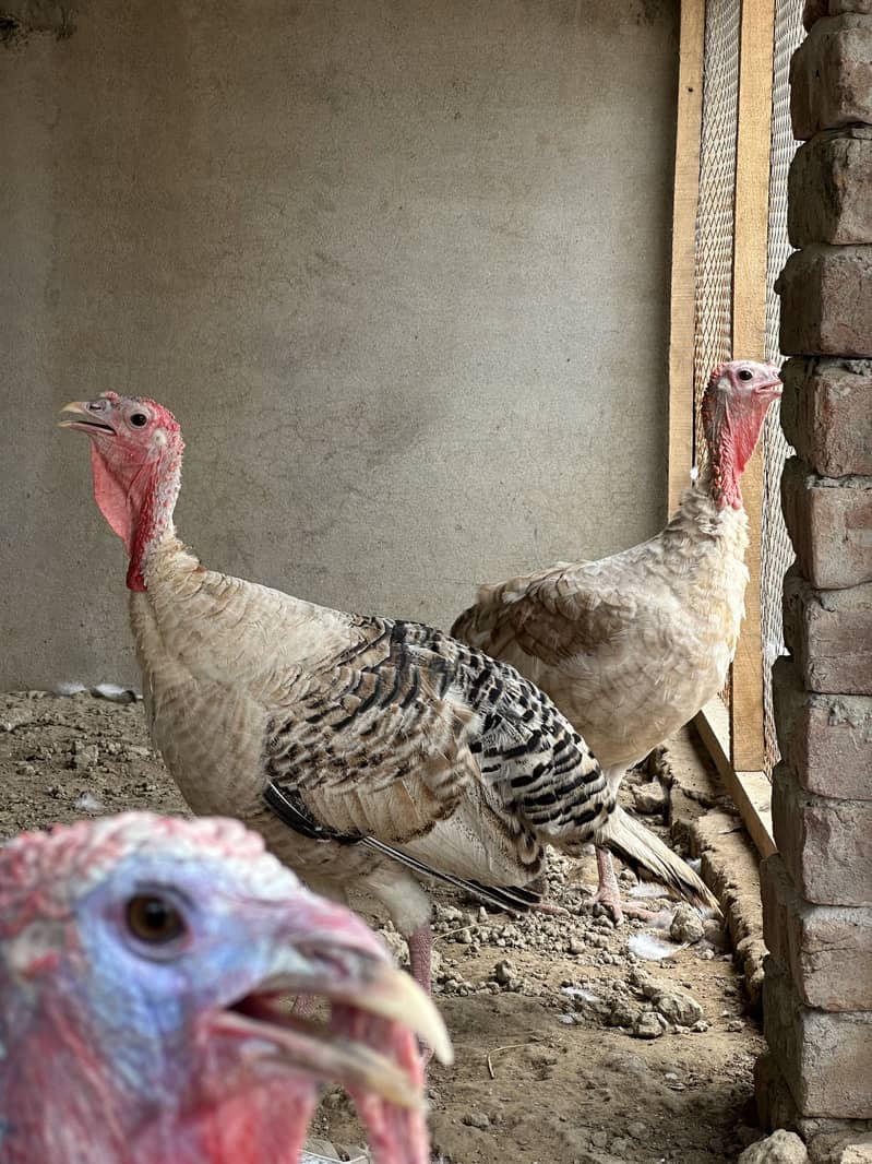 turkey-birds-other-birds-1118206265