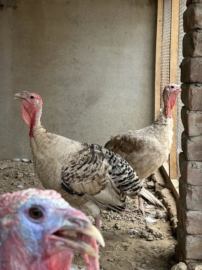 Turkey birds — photo 5