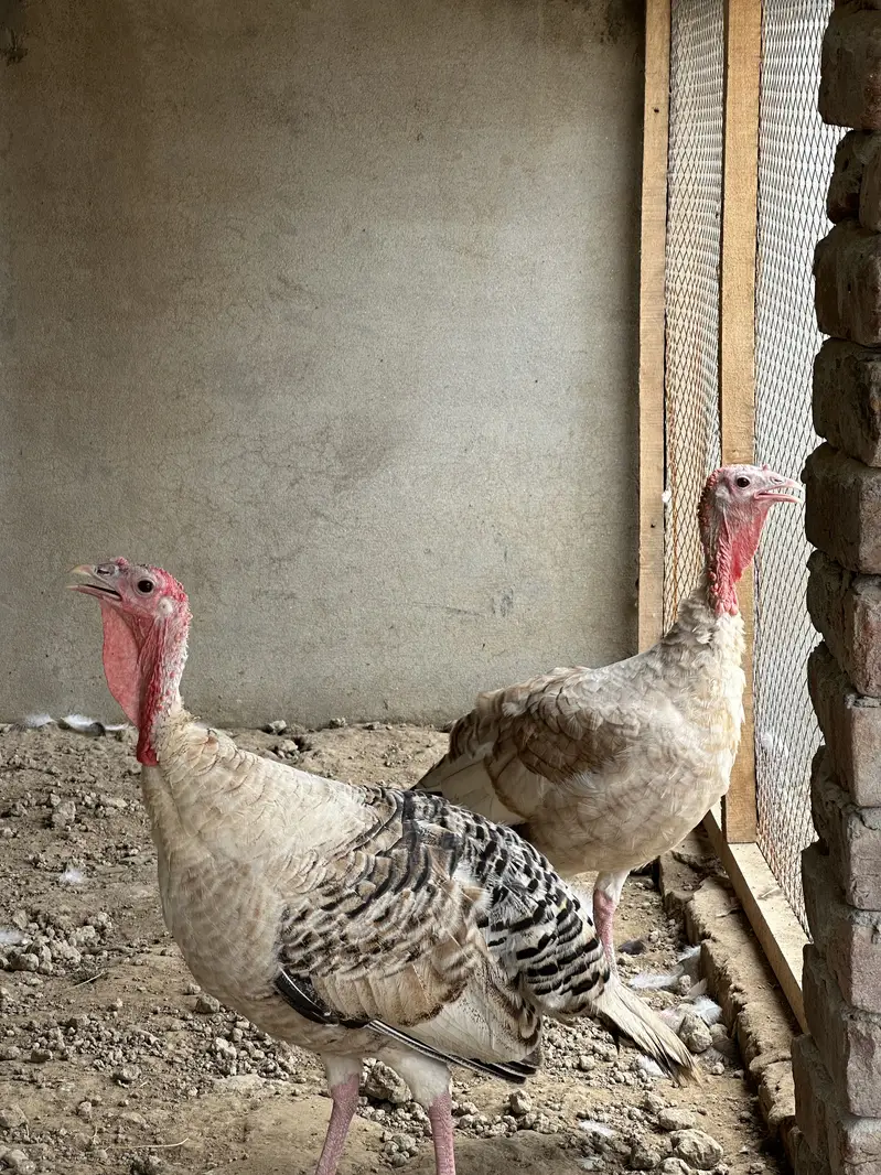 Turkey birds — photo 6
