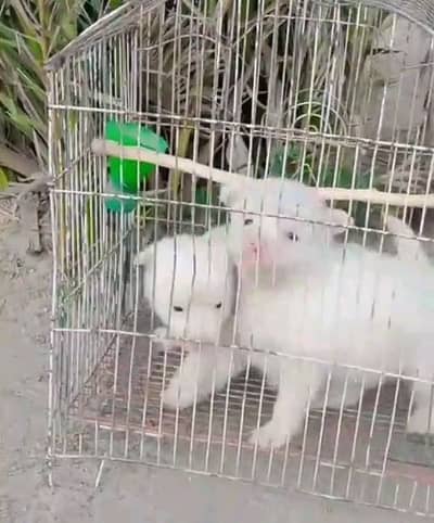 Russian puppies dog for sale
