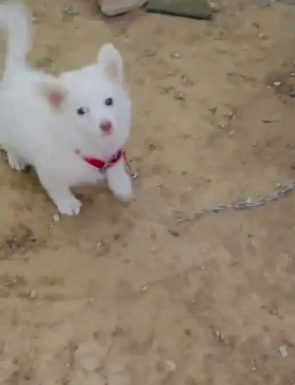 Russian puppies dog for sale — photo 4