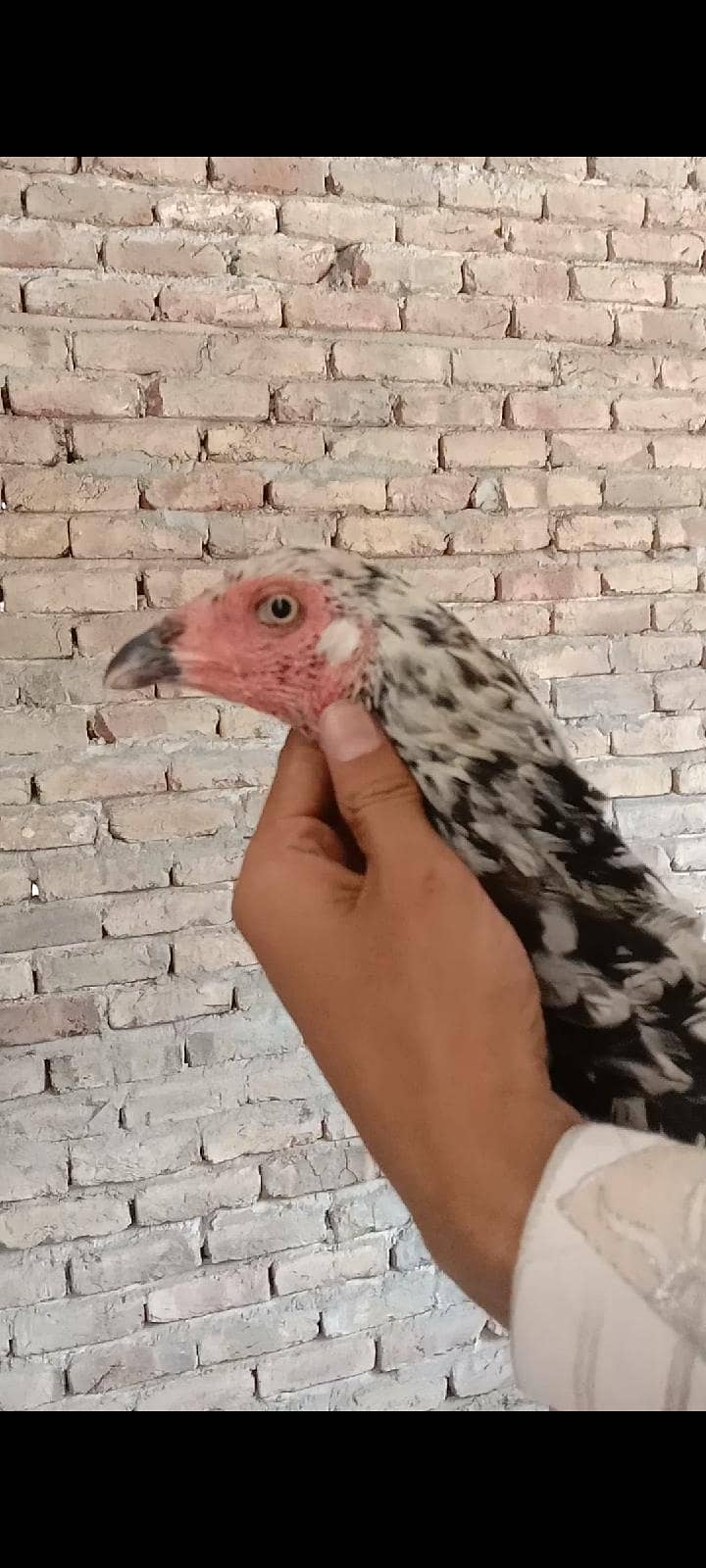 03180123061 1