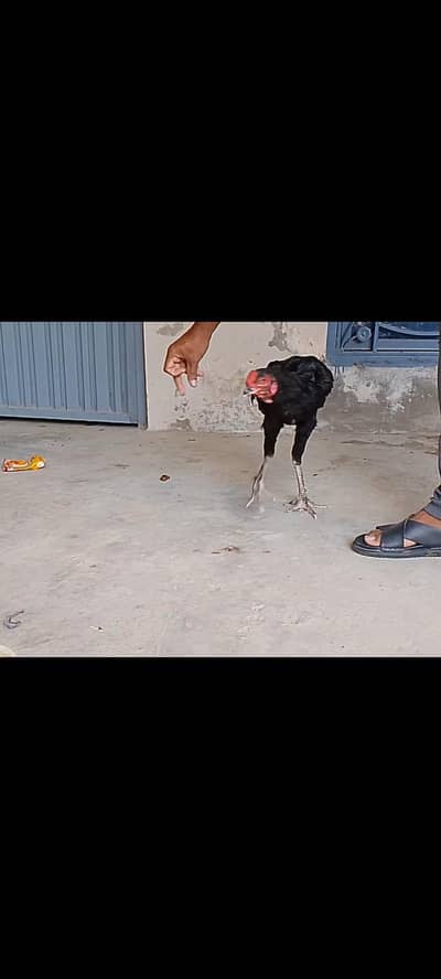 pure aseel high quality mushka lasani jawa breed